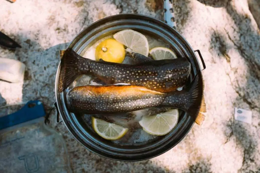 Rainbow Trout Ready to be Cooked