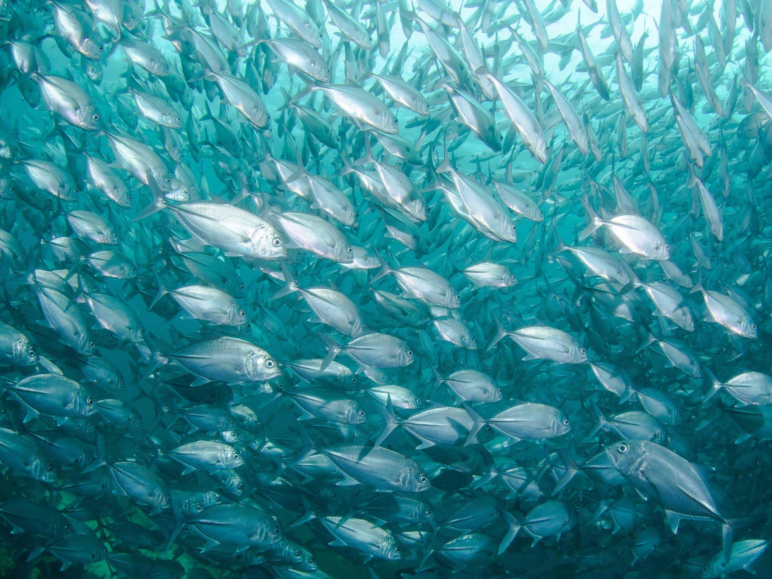 School of Fish swimming