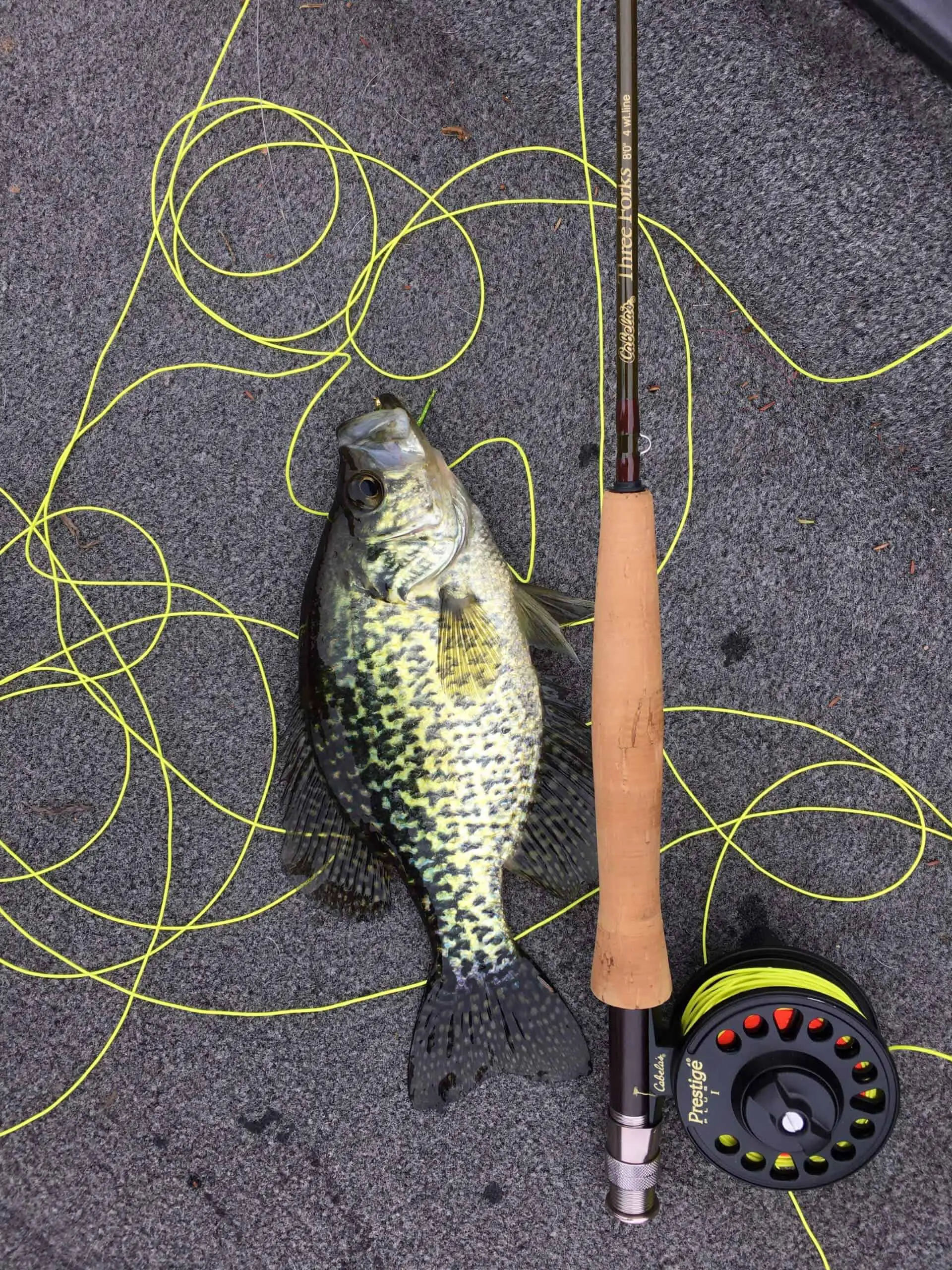 Crappie fishing tips: crappie lying on ground next to cabelas fishing rod and reel