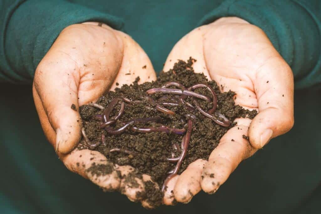 Person holding dirt with lots of fishing worms for composting in his hands