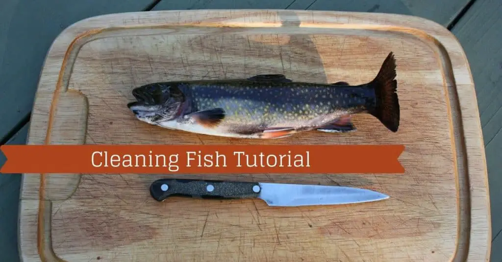 Cleaning Fish Tutorial - Fishstainable