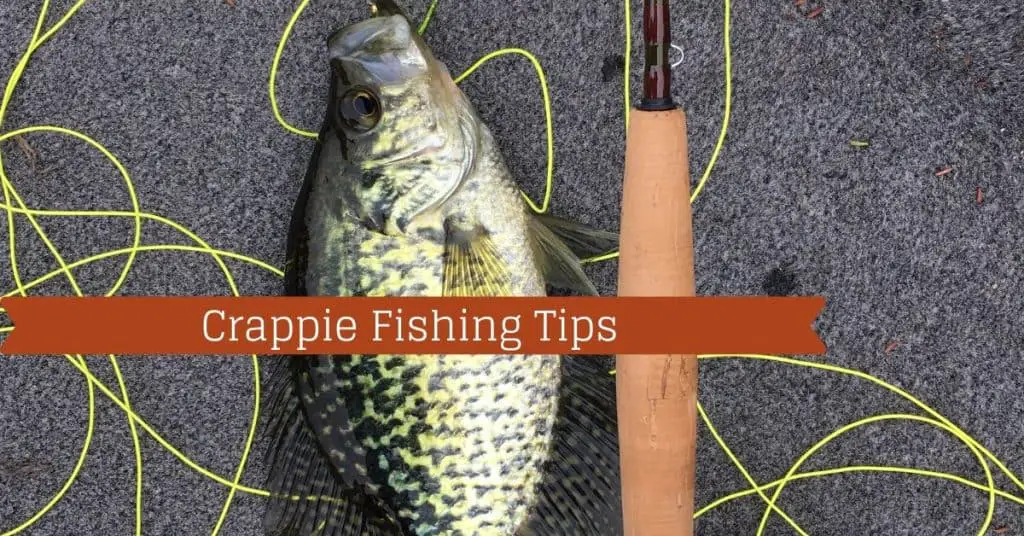 Crappie Fishing Tips - Fishstainable