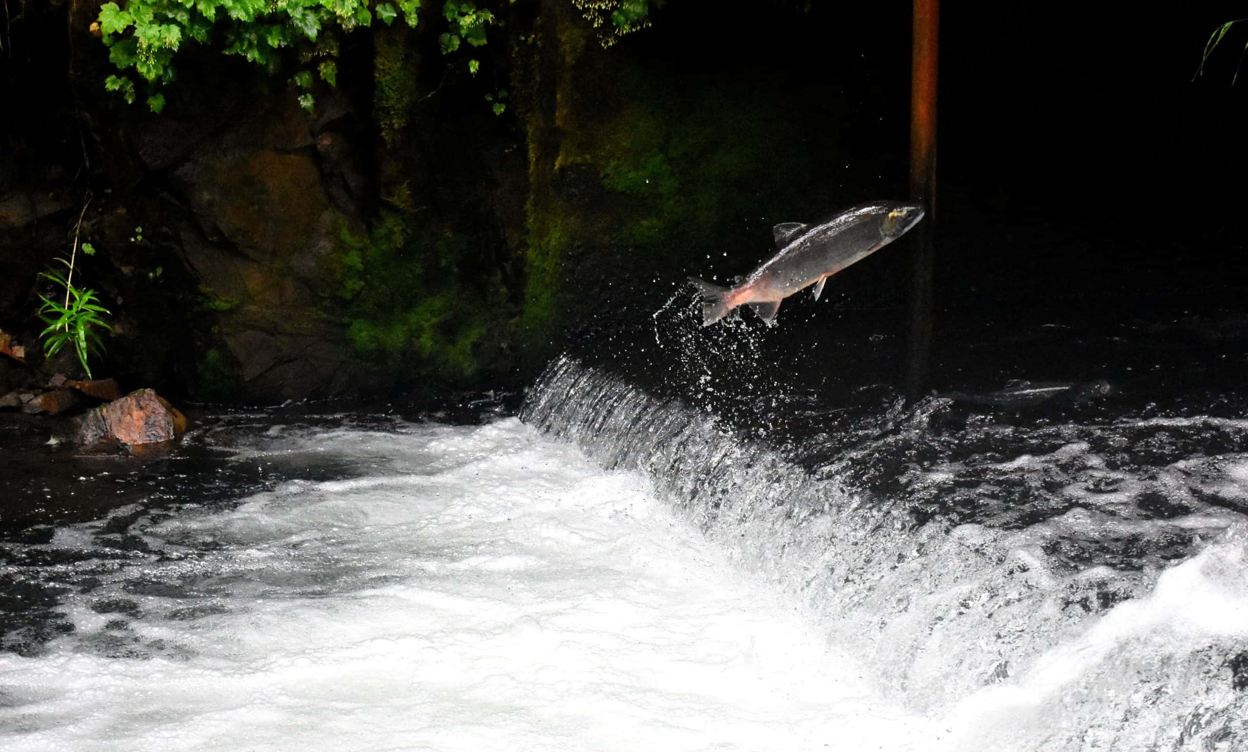 A salmon jumping upstream in a river - what is the best time to catch salmon