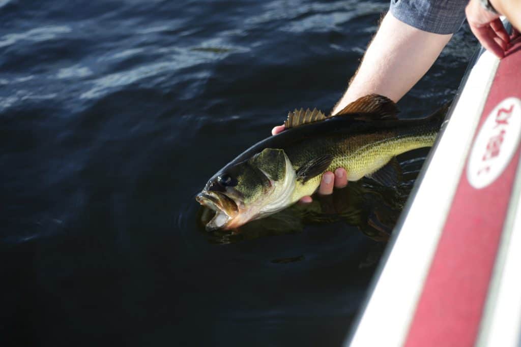 Having caught a bass with one of the best spinning rod for bass fishing, a man releases the fish back to the ocean from a boat