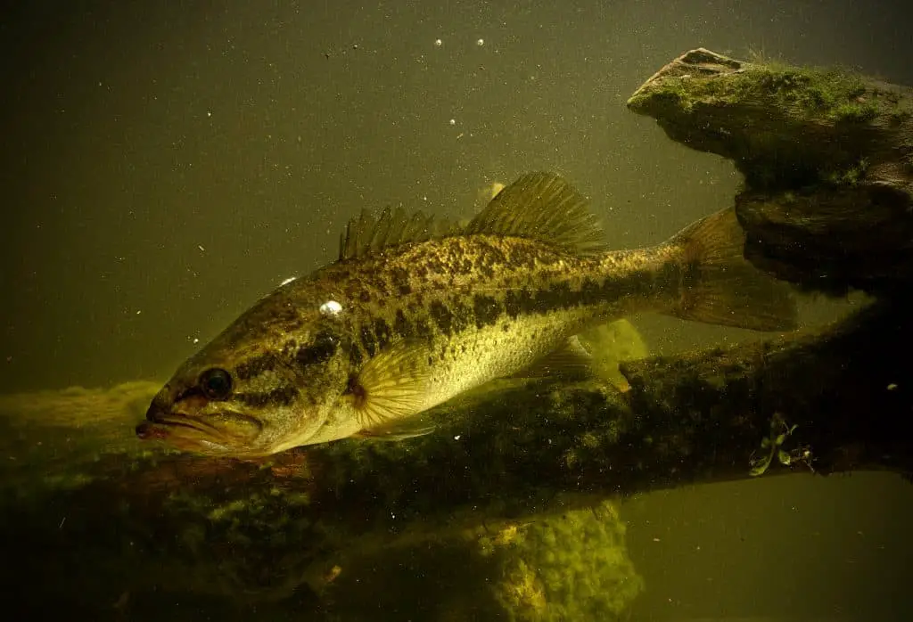 largemouth bass fish underwater in lake