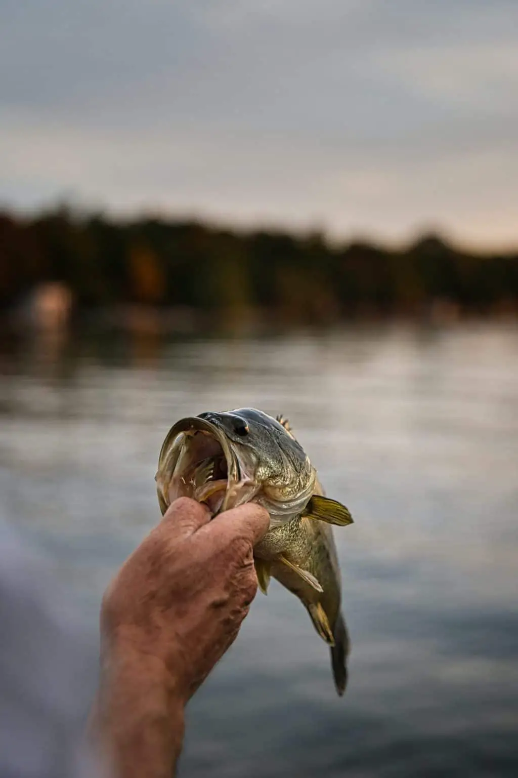 Man holding a largemouth bass by the mouth after catching it having read how to catch largemouth bass