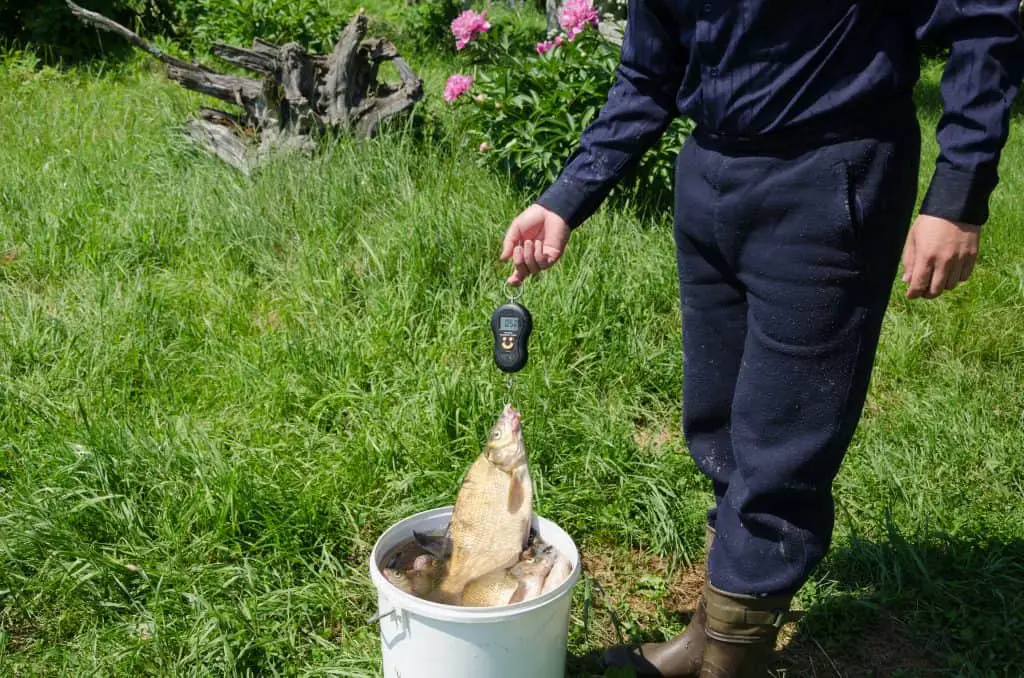 fisherman measuring spit bream in gills with one of the best digital fish scales