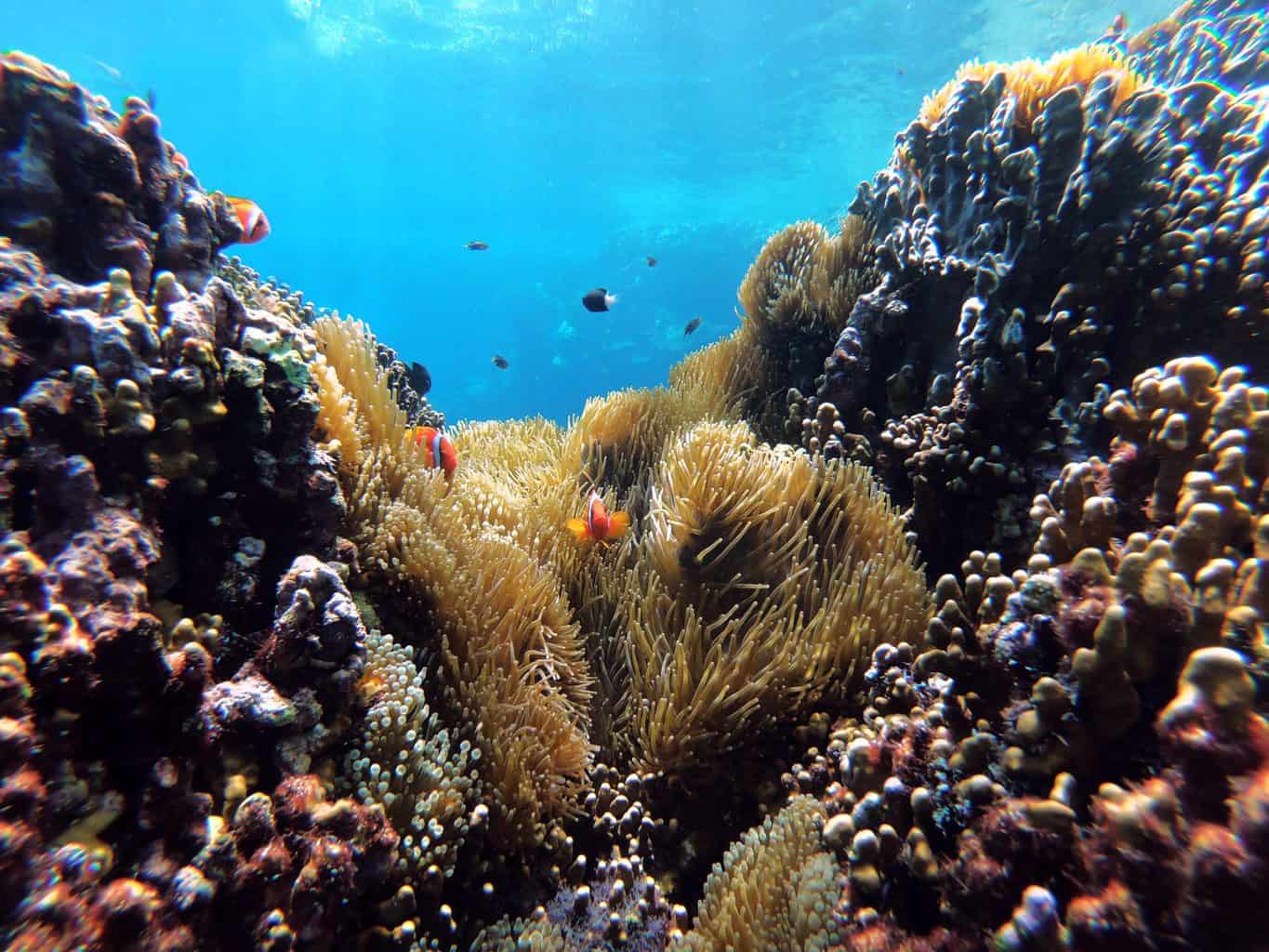 several clown fish swimming and wondering how fishing affects coral reefs :)