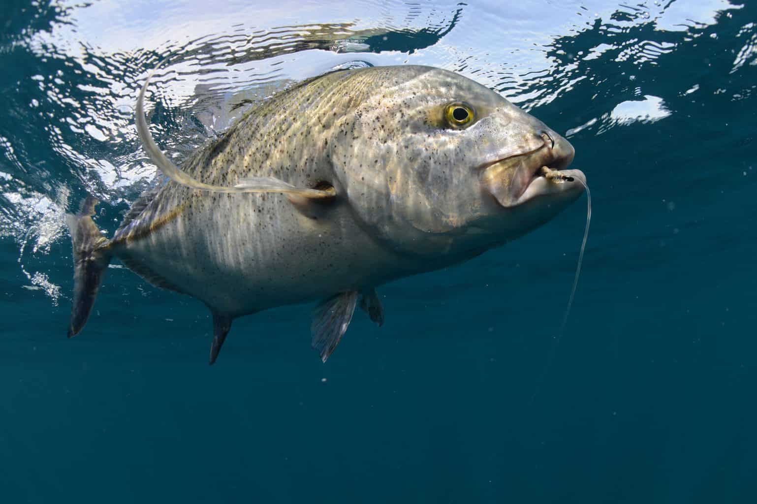 What is Snagging Fish Why it is Illegal Info for 50 States