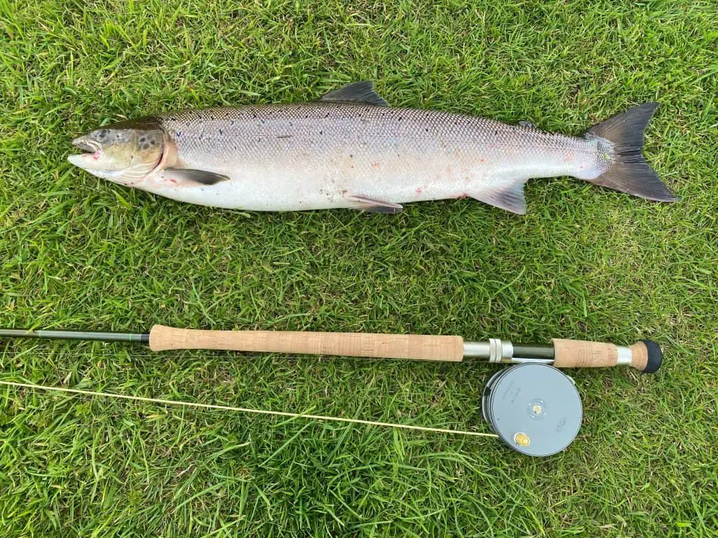 One of the best fiberglass fly rods lying next to a trout in the grass