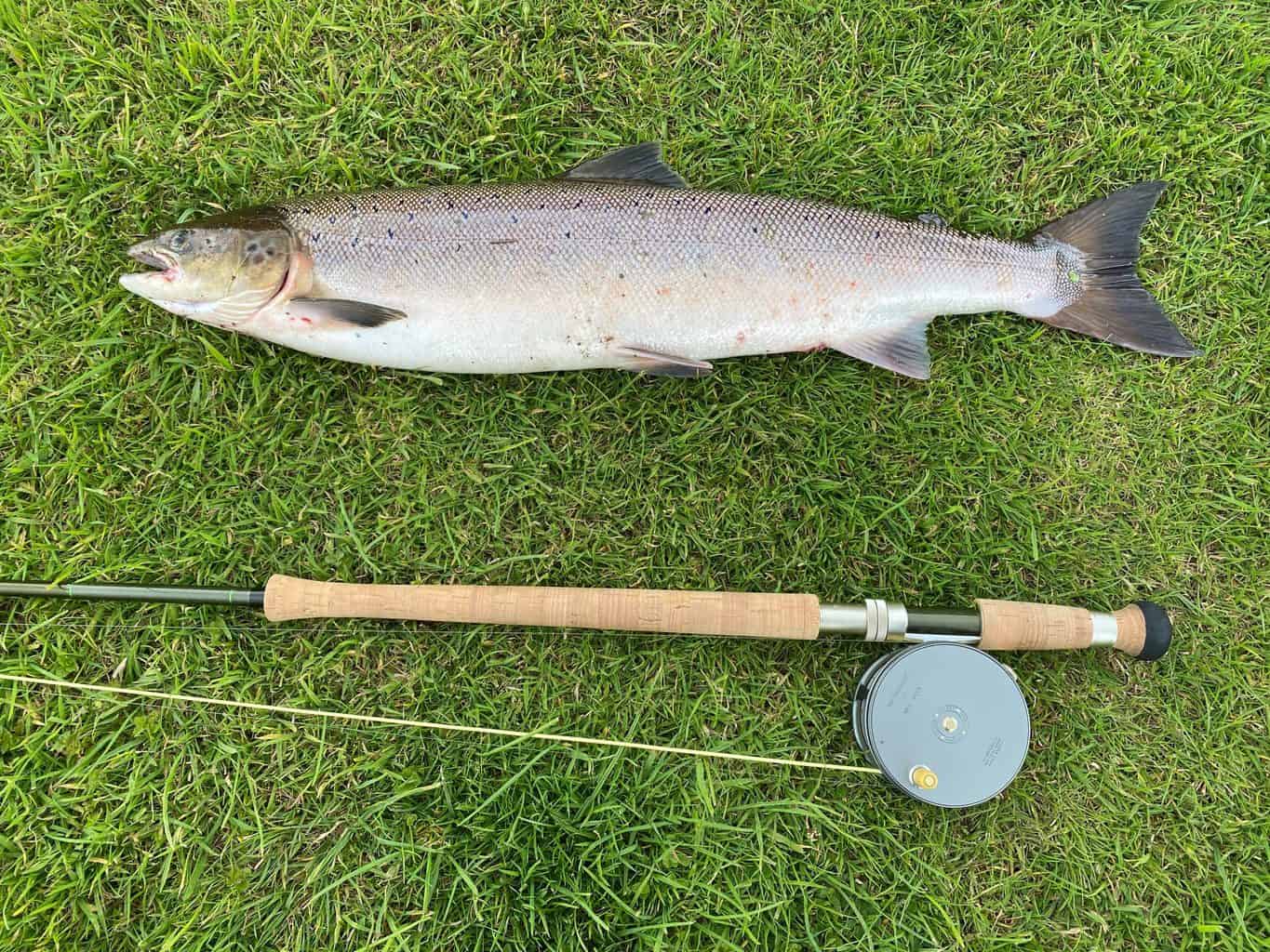 One of the best fiberglass fly rods lying next to a trout in the grass