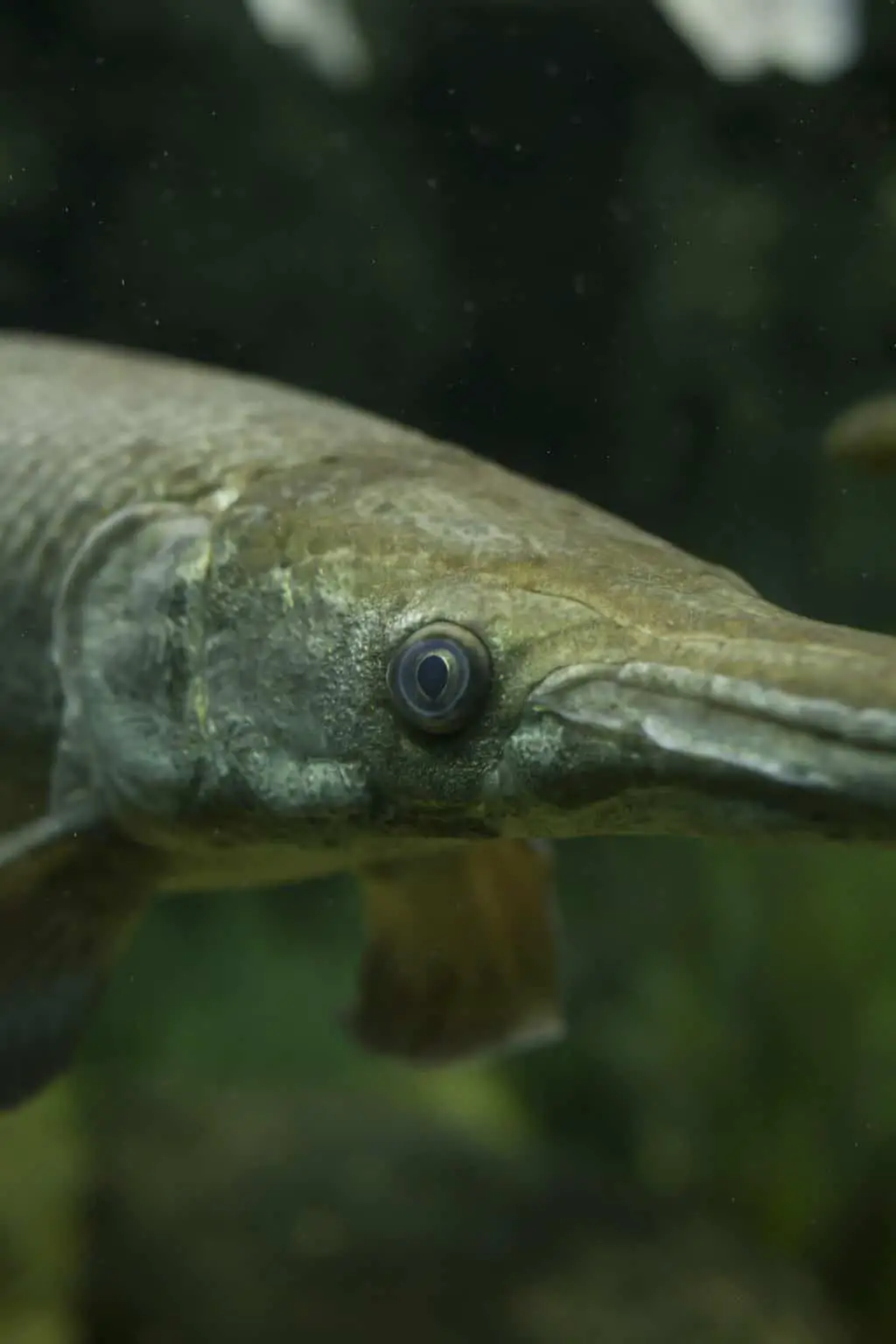 Can You Eat Bowfin and How Does It Taste? - Fishstainable