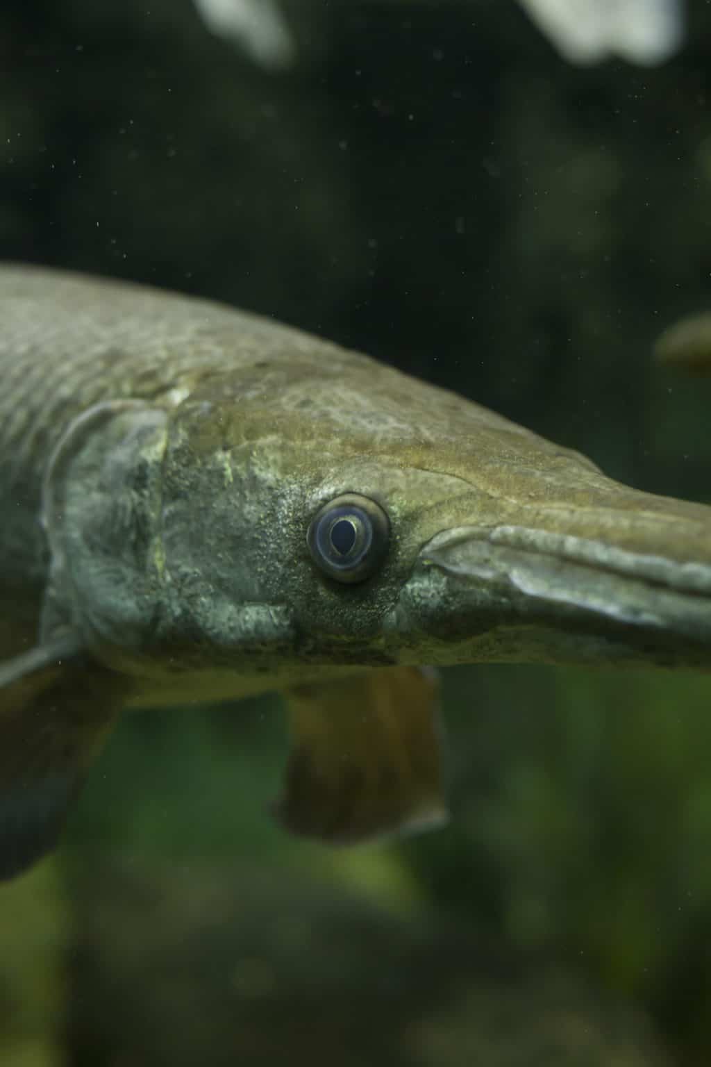 Close up of a bowfin. Can you eat bowfin?