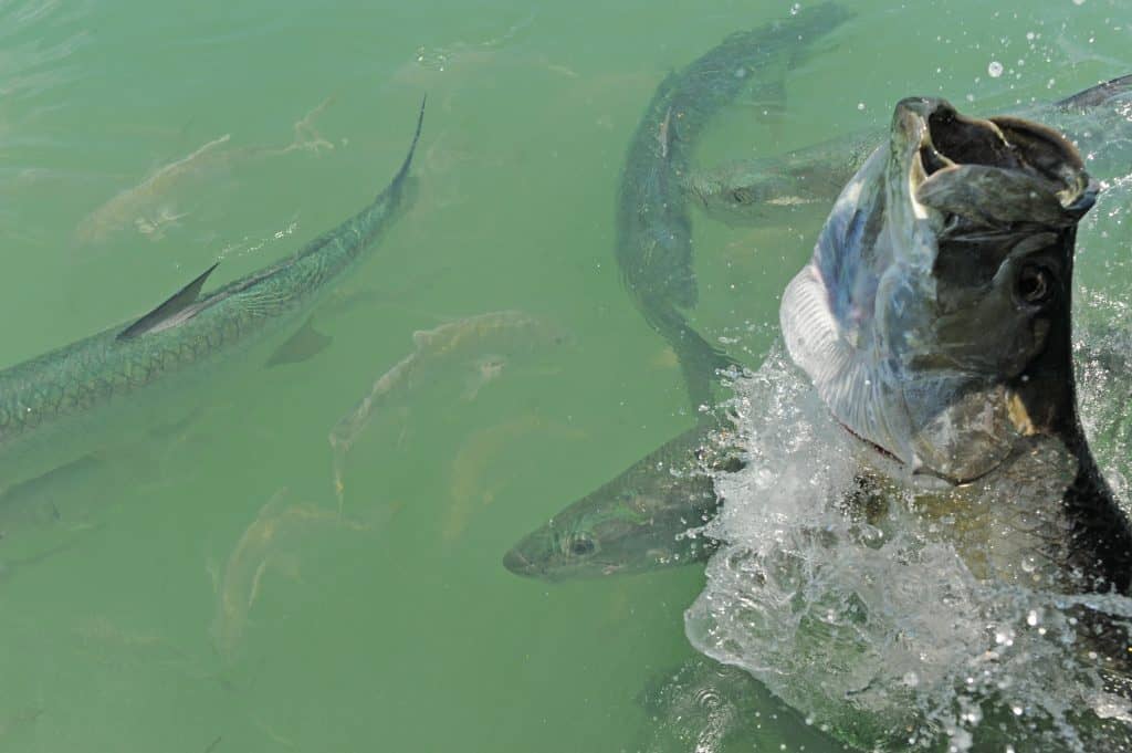 Tarpon fish jumping and swimming off the coast of Florida in the Atlantic Ocean. But can you eat tarpon and how does it taste?