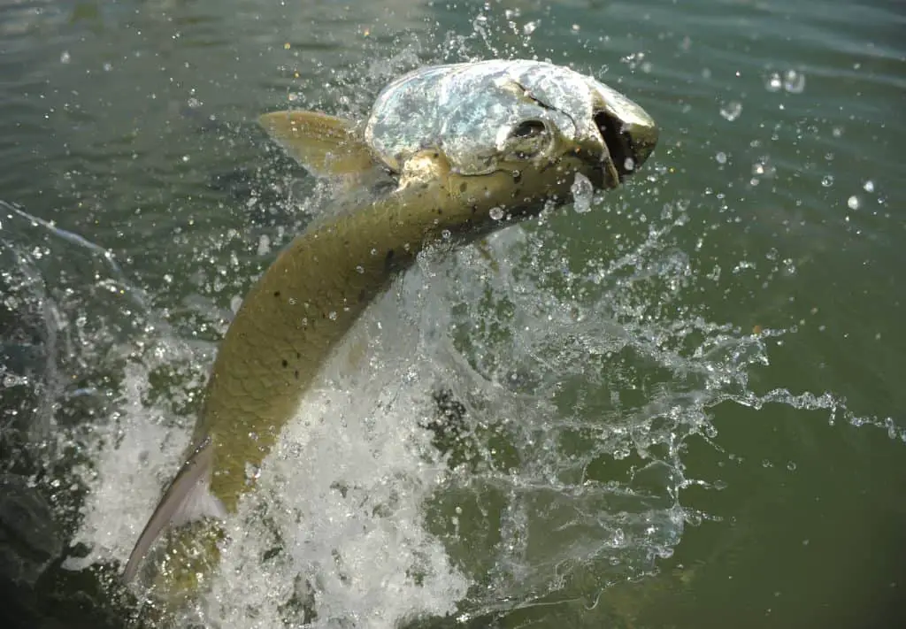 Tarpon fish in its natural habitat off the coast of Florida in the Atlantic Ocean jumping out of the water.