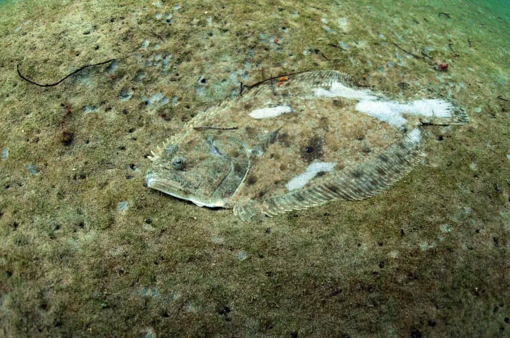 flounder or flatfish underwater in Atlantic Ocean