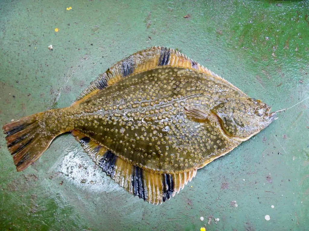 Flounder on the deck. Fishing on the boat. Bottom fish.