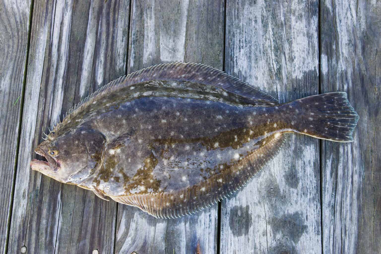 a fluke lying on a table having been caught after reading how to catch fluke