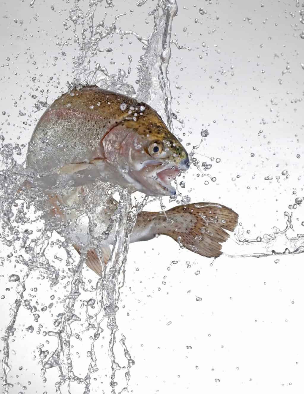 Why do Trout Jump out of the Water? 11 Reasons