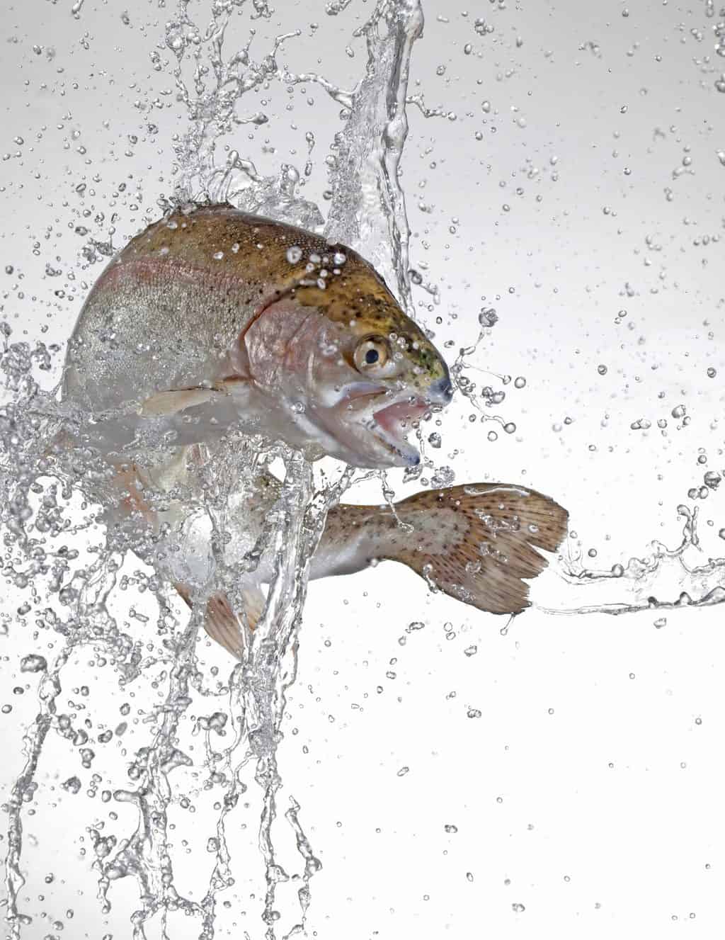 Why do trout jump out of the water? A trout jumping