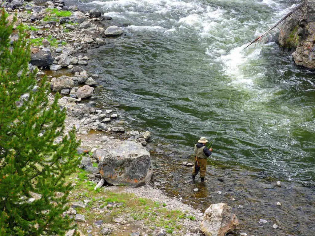 Fly fishing for crappie in the Yellowstone River in Yellowstone National Park.