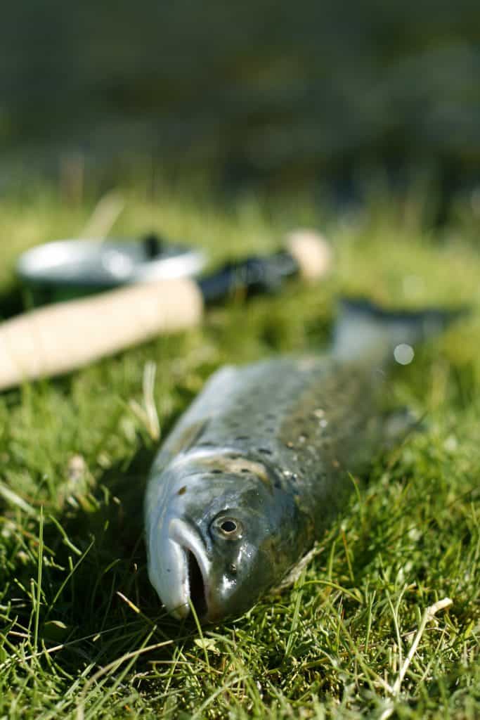 Freshly caught trout lying on the riverbank with fly fishing rod - shallow depth of field