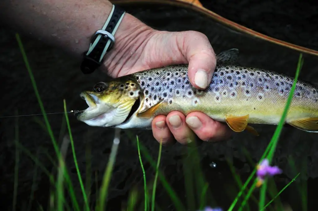 Brown trout caught by a female senior citizen using one of the best fishing line for trout on the Firehole River in Yellowstone National Park. About to be released.