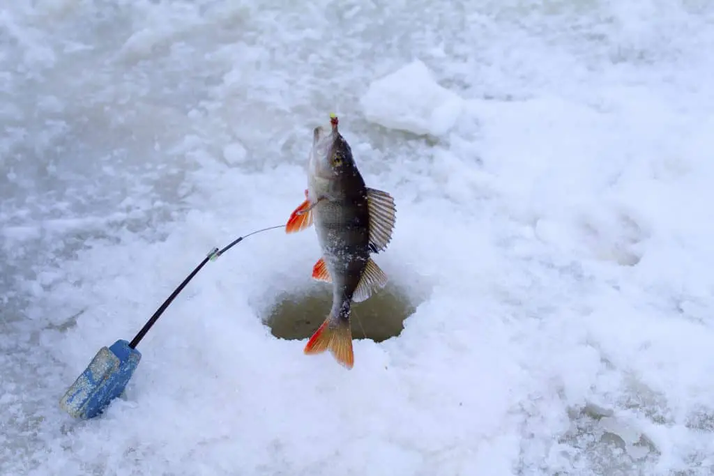 catching of a perch on red lake ice fishing in the middle of the winter