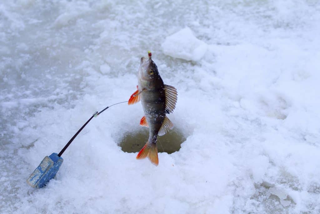 Red Lake Ice Fishing The Ultimate Guide Fishstainable