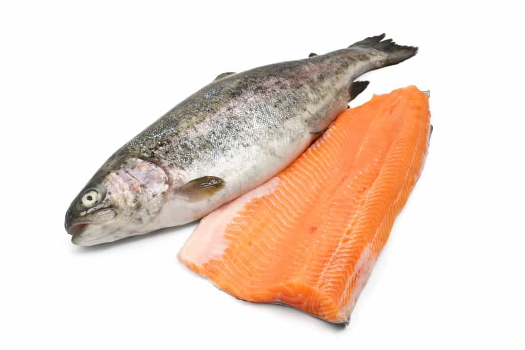 fresh trout and fillet over white background - salmon vs trout