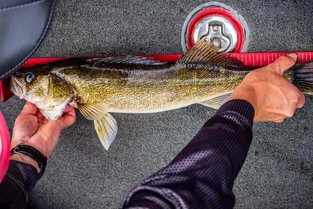 A freshly caught Walleye fish getting measured in Mille Lacs Lake. It has been caught with one of the best fishing line for walleye