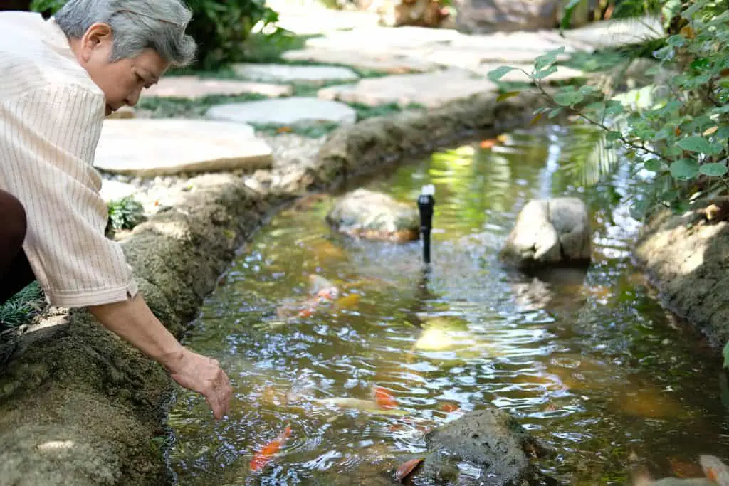 asian old asian elderly senior elder woman looking at koi fish in pond