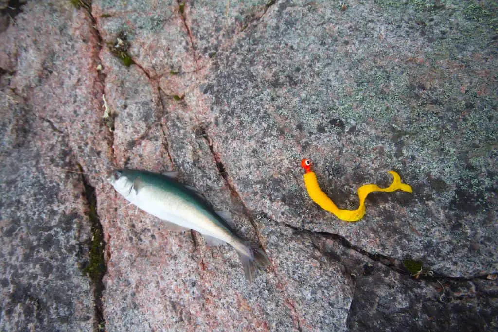 haddock on a rod night sea fishing in Scandinavia