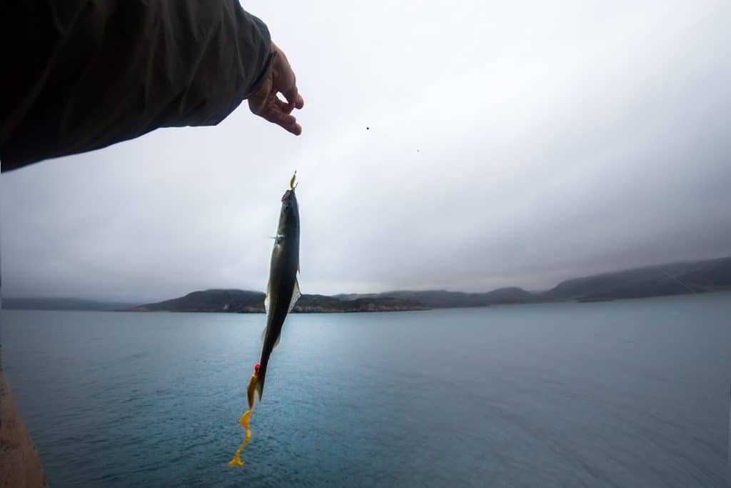 haddock on a rod night sea fishing in Scandinavia