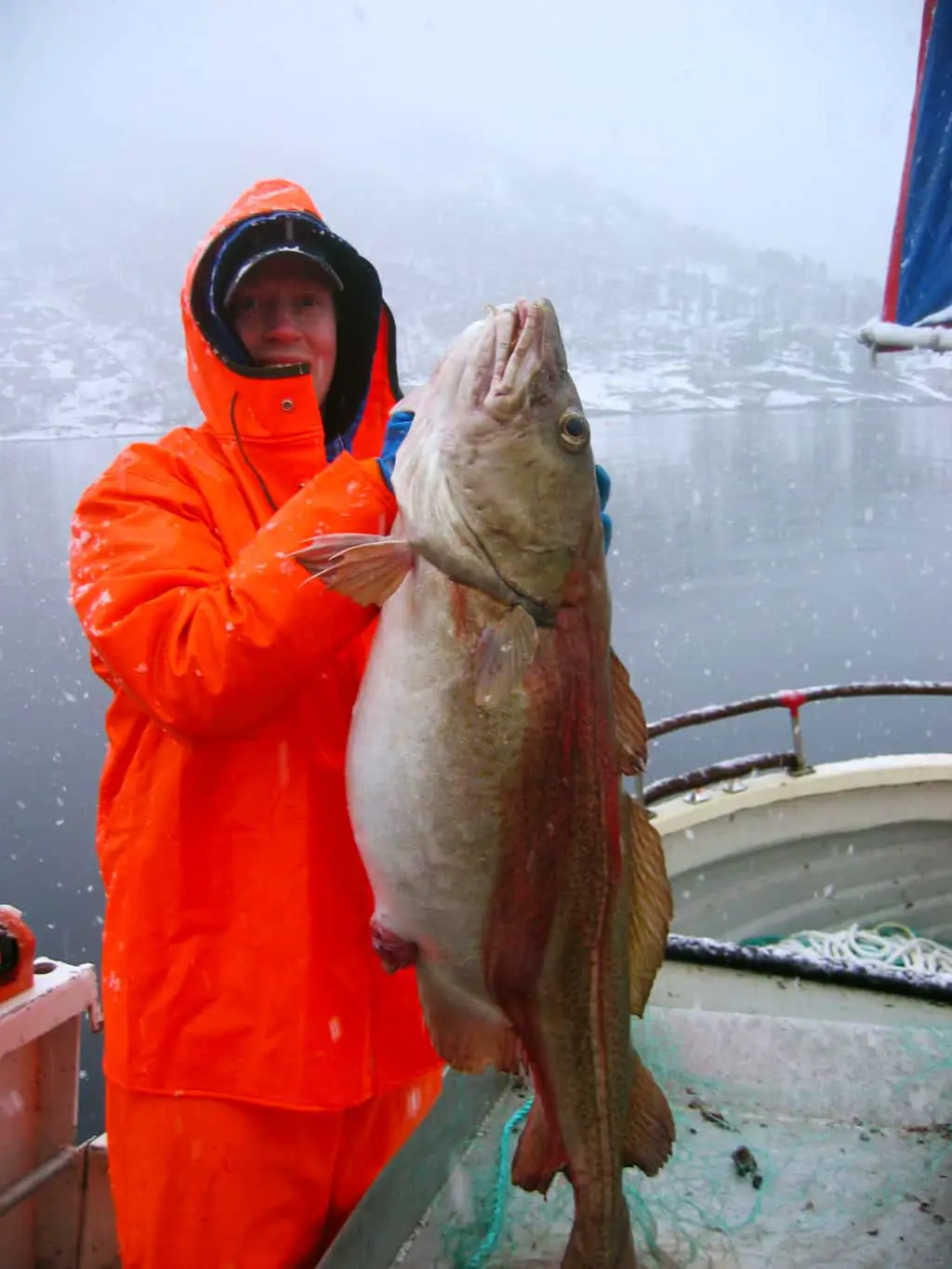 Huge Cod was held by a man standing on a fishing boat. But what are the differences between haddock vs cod