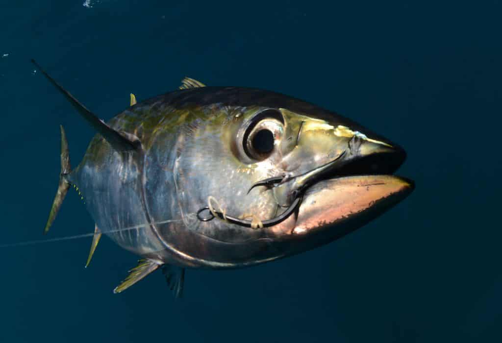 a yellowfin tuna fish with a hook in its mouth from fishing