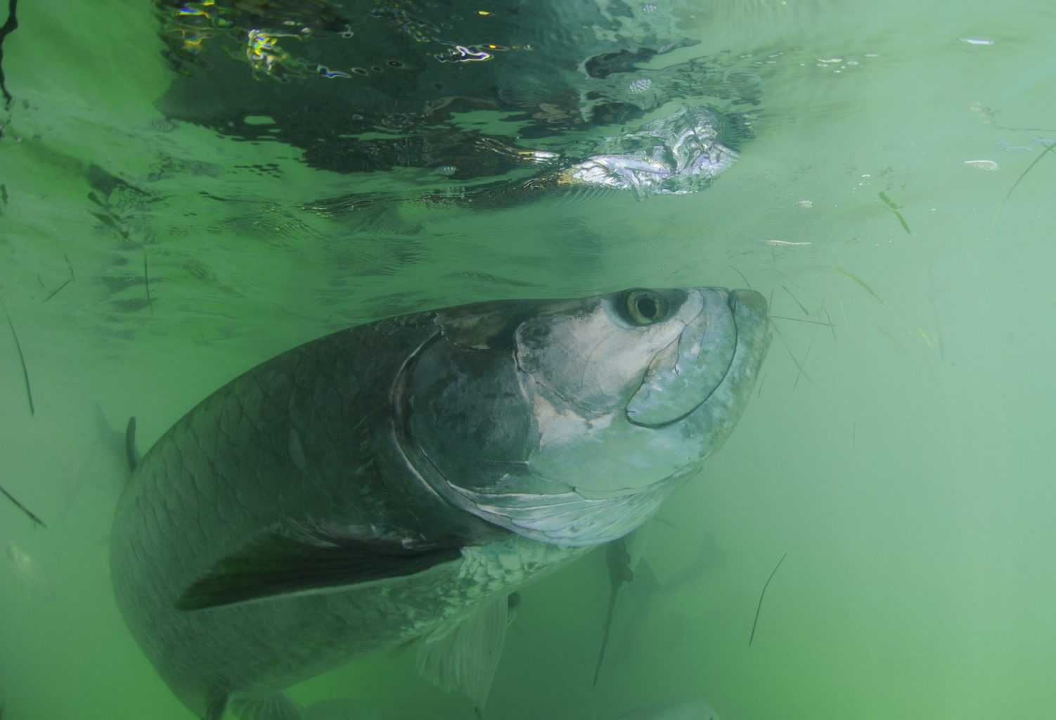 Tarpon fish in its natural haibitat off the coast of Florida in the Atlantic Ocean - what is the best time to catch tarpon?