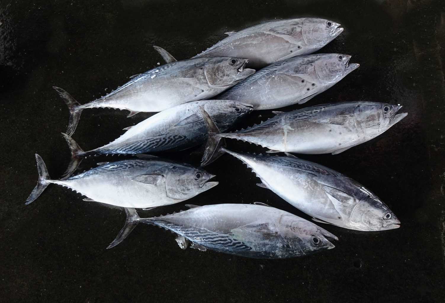 Freshly caught small-sized tuna are sold at a local fish market - what is the best time to catch tuna?