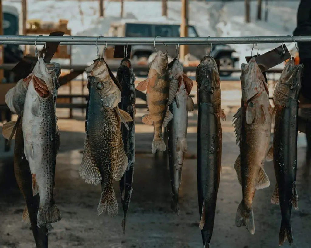 Perch and other fish hanging in a row