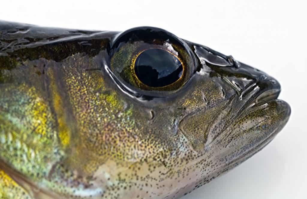 perch eye close-up