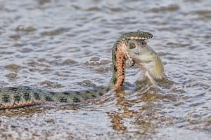 Snake River Natrix reptile head swallowed goby fish