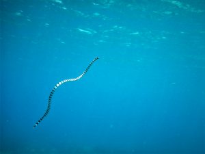 a striped water snake underwater