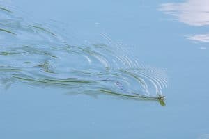 Do fish eat snakes? a small grass snake floating on a pond