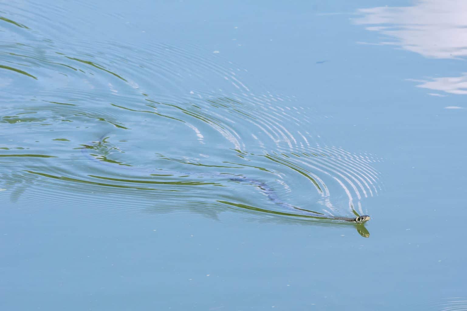 Do fish eat snakes? a small grass snake floating on a pond