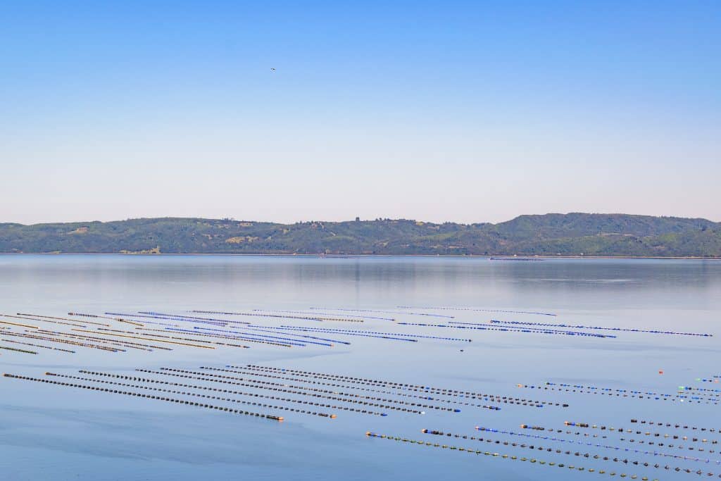 Aerial view of fishing hatchery at chiloe island, chile. But what are fish hatcheries?