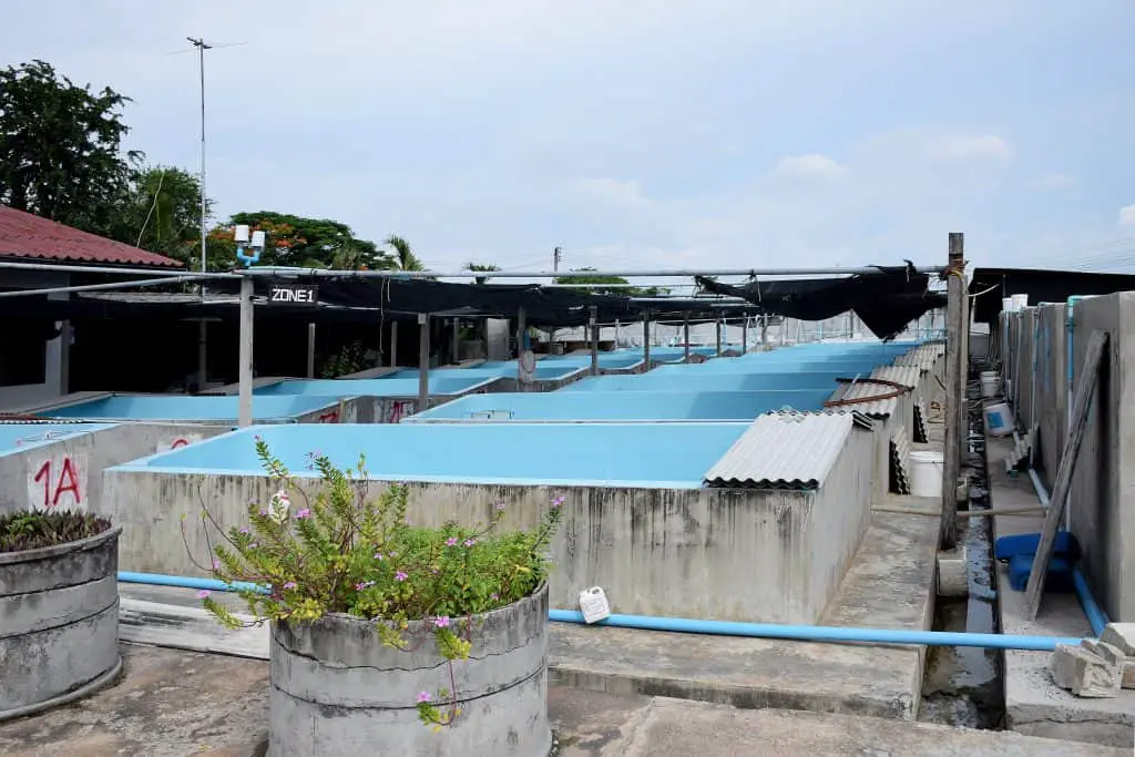 The Shrimp concrete farming. A fish hatchery in Thailand. breeding aquatic animals.