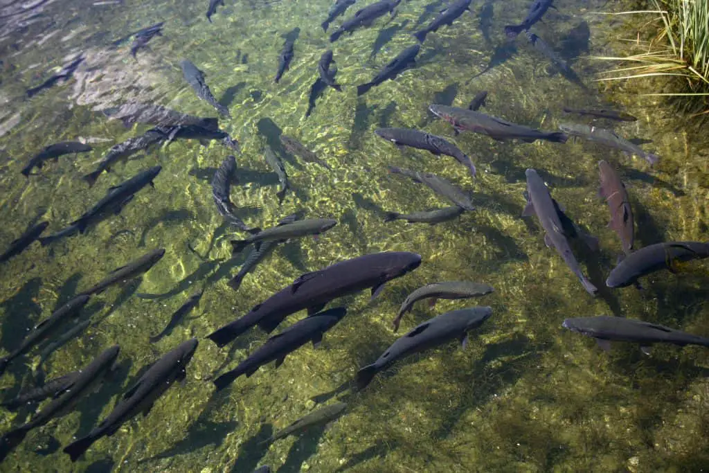 School of healthy trout at a fish hatchery