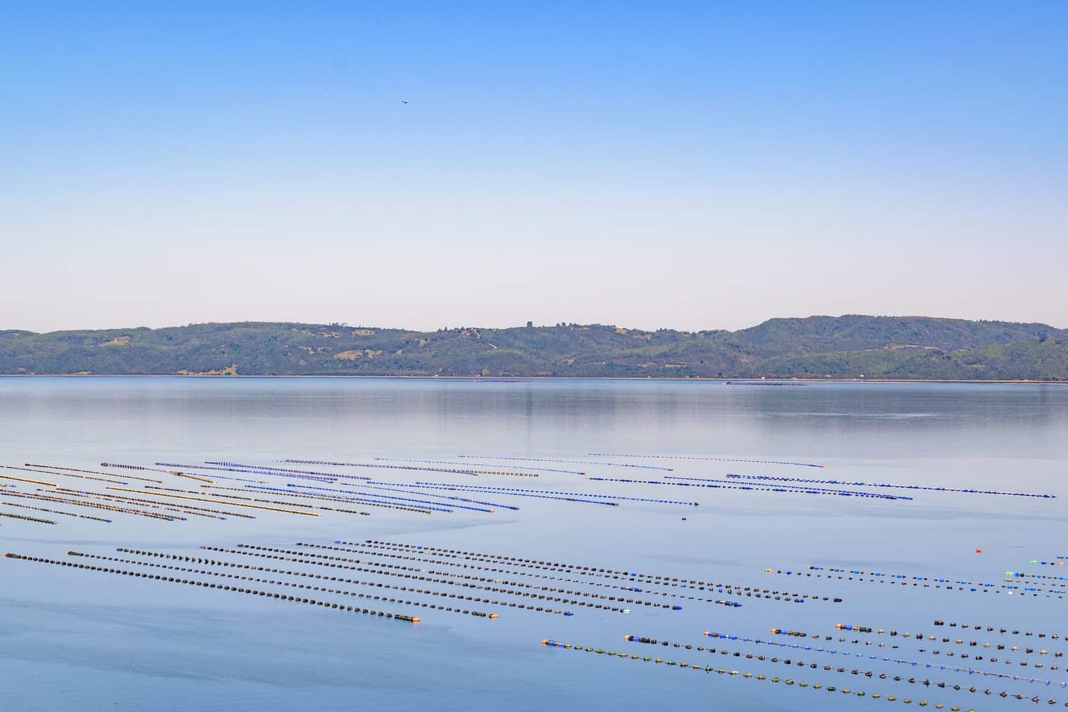 Aerial view of fishing hatchery at chiloe island, chile. But what are fish hatcheries?