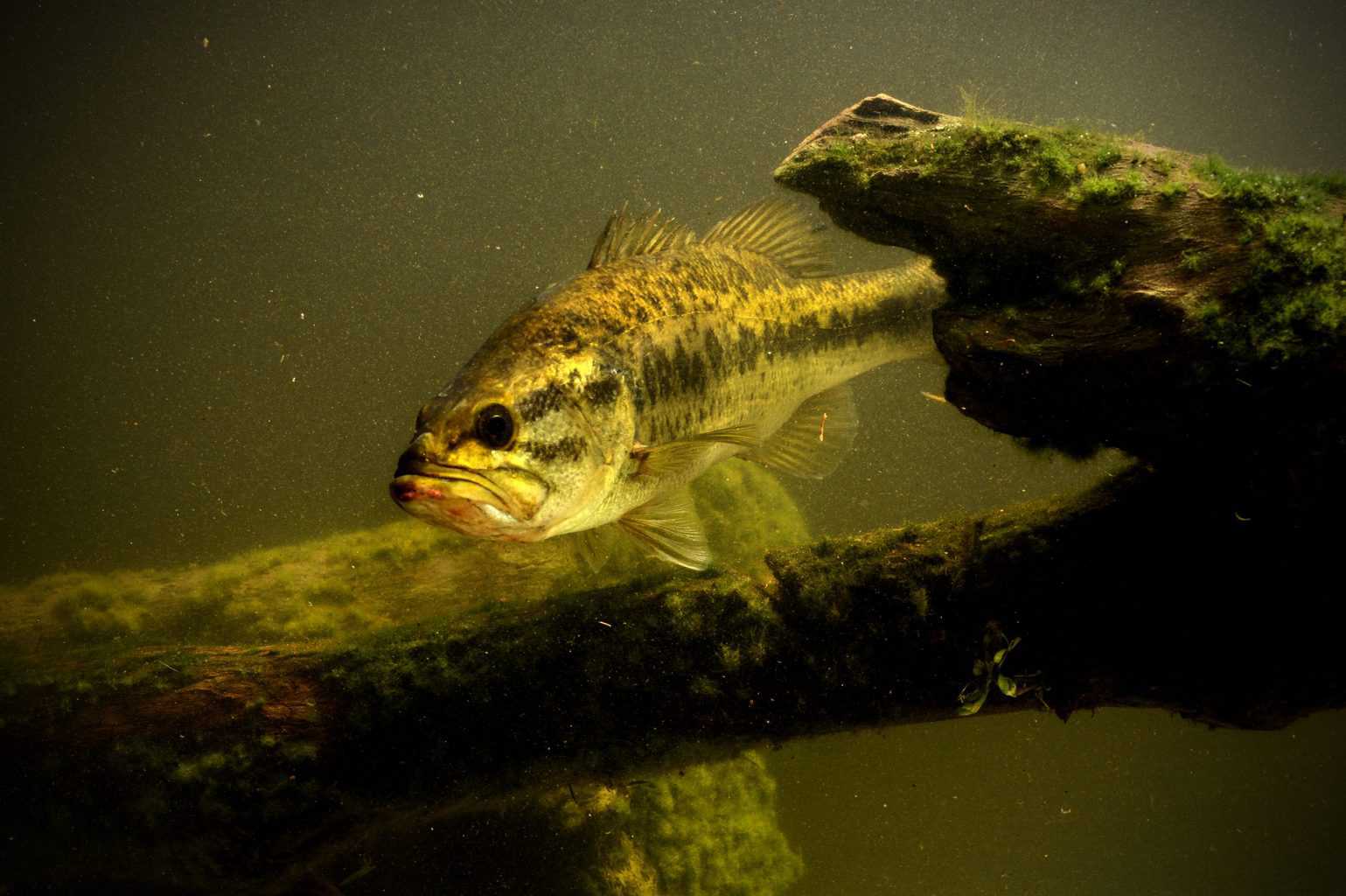 largemouth bass fish in lake swimming - what is the best time to catch bass