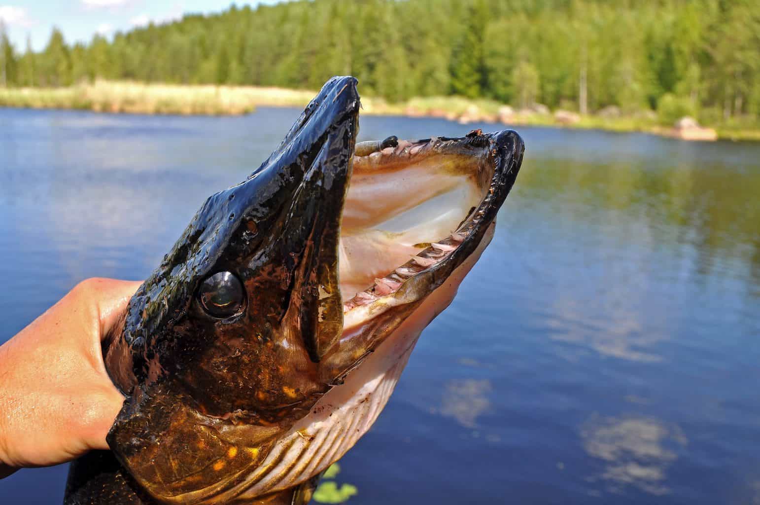 a fisherman knowing the best time to catch pike holding a pike with an open mouth in front of a lake